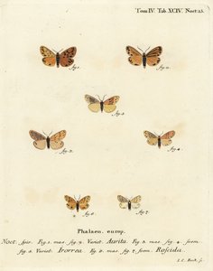 Setina aurita traça 1,2, traça do orvalho, Setina irrorella 3-5, e Setina roscida 6,7. Gravura em chapa de cobre colorida à mão por Johann Carl Bock após Eugenius Johann Christoph Esper