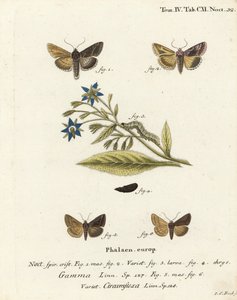 Traça Y de prata, Autographa gama 1-4 e traça Y Essex, Cornutiplusia circunflexa 5,6. Gravura em chapa de cobre colorida à mão por Johann Carl Bock após Eugenius Johann Christoph Esper