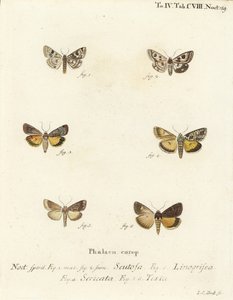 Trevo manchado, Schinia scutosa 1,2, Epilecta linogrisea 3, Guernsey underwing, Polyphaenis sericata 4, e Thalpophila matura 5,6. Gravura em chapa de cobre colorida à mão por Johann Carl Bock após Die Schmette de Eugenius Johann Christoph Esper de Johann Carl Bock