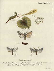Traça da pulverização, esfinge do asteroscópio. de Johann Carl Bock