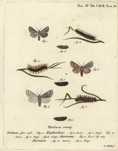 Traça-vermelha doce, Acronicta euphorbiae 1-5, adaga escassa, Acronicta auricoma 6, e traça do capim, Acronicta rumicis 7-9. Gravura em chapa de cobre colorida à mão por Johann Carl Bock após Eugenius Johann Christoph Esper