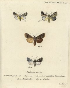 Trichosea ludifica 1,2, rústica do sul, Rhyacia lucipeta 3, e Lamprosticta culta 4. Gravura em chapa de cobre colorida à mão por Johann Carl Bock depois de Eugenius Johann Christoph Esper