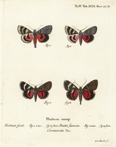 Traças subjacentes, Catocala pacta e Catocala coniuncta. Gravura em chapa de cobre colorida à mão por Johann Carl Bock depois de Eugenius Johann Christoph Esper