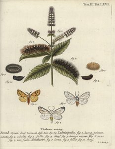 ermina branca, Spilosoma lubrificipeda. de Johann Carl Bock