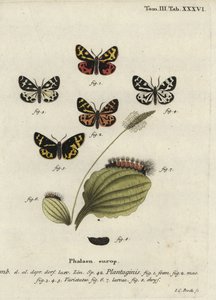 Traça tigre da madeira, Parasemia plantaginis.