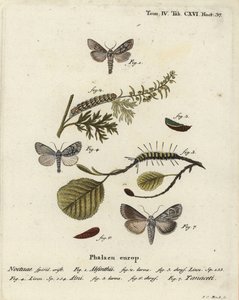 Traça do absinto, Cucullia absinthii 1-3, traça do amieiro, Acronicta alni 4-6, e Cucullia tanaceti 7. Gravura em chapa de cobre colorida à mão por Johann Carl Bock depois de Eugenius Johann Christoph Esper