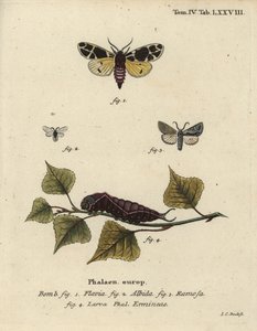 Traça tigre amarela, larva eremina branca, etc.