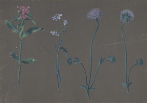 Estudo de Três Flores, 1781. de Johann Christian August Birnbaum