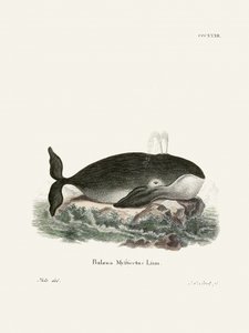 Baleia-da-Groenlândia, de Johann Christian Daniel Von Schreber.