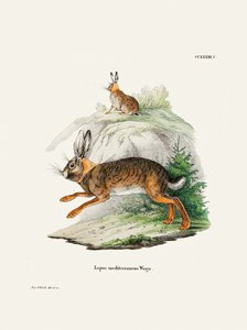 Cabo Hare  Por Johann Christian Daniel Von Schreber.