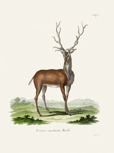 Alce  Por Johann Christian Daniel Von Schreber.