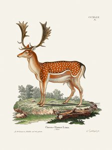 O gamo europeu  Por Johann Christian Daniel Von Schreber.