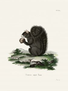 Esquilo-raposa  Por Johann Christian Daniel Von Schreber.