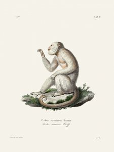 Macaco-prego-delicado, de Johann Christian Daniel von Schreber.