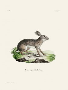 Liebre-indiana, de Johann Christian Daniel von Schreber.