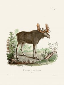 Moose, de Johann Christian Daniel von Schreber.