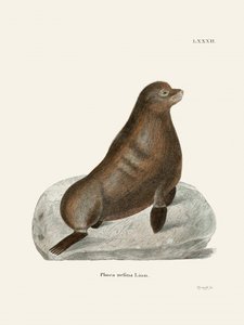 Foca-do-norte, por Johann Christian Daniel Von Schreber.