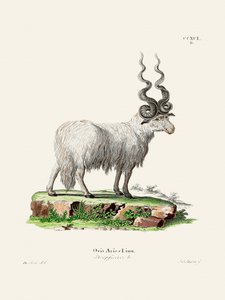 Ovis Aries, de Johann Andreas Wagener e Johann Christian Daniel Von Schreber.