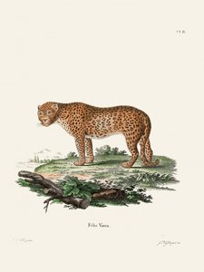 Pantera, de Johann Christian Daniel von Schreber.