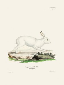 «White Hare», de Johann Christian Daniel von Schreber de Johann Christian Daniel Von Schreber