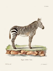 Zebra, extraído de *Os Mamíferos* (1778-1855), de Johann Christian Daniel von Schreber.