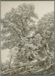 Grande estudo de árvore de Johann Christian Reinhart