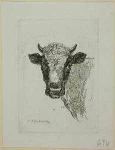 Cabeça de um touro jovem, de Die Zweite Thiernahme de Johann Christian Reinhart