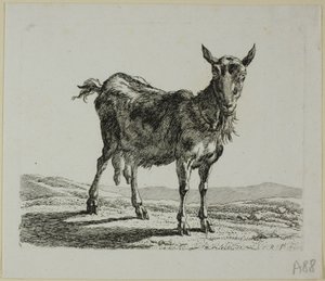 Cabra em pé, de Die Zweite Thiernahme de Johann Christian Reinhart