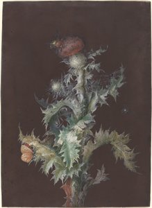 Cardo com insetos, c. 1755.