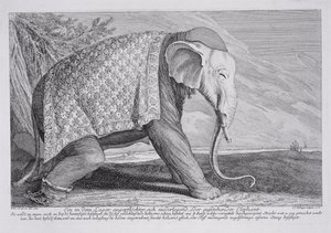 Um elefante