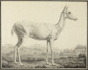 Veado