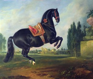 Um cavalo negro realizando o Courbette (para detalhes ver 264709)