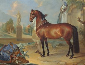 O cavalo da baía &39;Sincero&39;