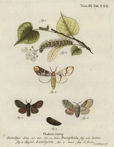 Traça da bufa, Phalera bucephala, e Cosmotriche lobulina.