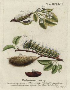 Traça imperatriz, Saturnia pavonia, larva, pupa, crisálida.
