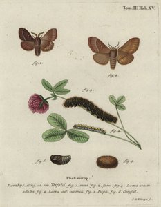 Ovo de erva, Lasiocampa trifolii. de Johann Georg Klinger