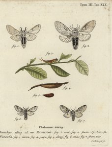 Traça menor, Cerura erminea. de Johann Georg Klinger