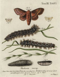 Rodapé Muslin e mariposas de carvalho. de Johann Georg Klinger