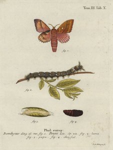 Odonestis pruni moth. de Johann Georg Klinger