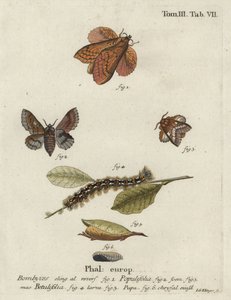 Lapetes de álamo e pequenas traças de lapela.