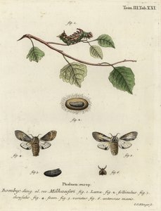Tawny traça proeminente, Harpyia milhauseri. de Johann Georg Klinger