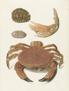 Um caranguejo, uma tesoura de caranguejo e dois cascos de tartaruga de Johann Gustav Hoch
