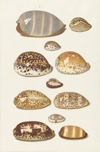 Onze conchas de búzios tropicais grandes e pequenas de Johann Gustav Hoch