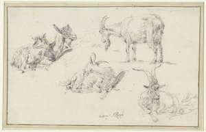 Estudos de uma cabra de Johann Heinrich Roos (possibly)