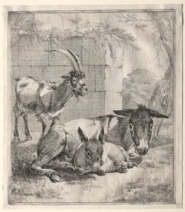 Cabra e burros.