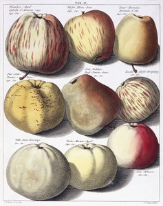 Várias maçãs, 1758 de Johann Hermann Knoop
