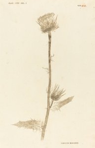 Maarian Carduus de Johann Hieronymus Kniphof