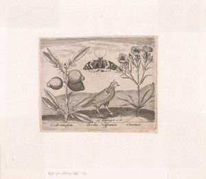 Série de Gravuras com Flores e Animais numa Paisagem
Paisagem com planta de limão, codorniz e camareira
Paisagens com animais, plantas e flores (título da série)