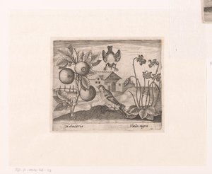 Série de gravuras com Flores e Animais numa Paisagem
Paisagem com plantas cítricas, aves e violetas
Paisagens com animais, plantas e flores (título da série)