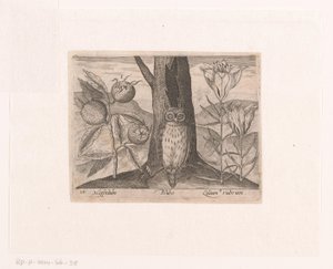 Série de gravuras com Flores e Animais numa Paisagem
Paisagem com medlar, lírio e coruja
Paisagens com animais, plantas e flores (título da série)